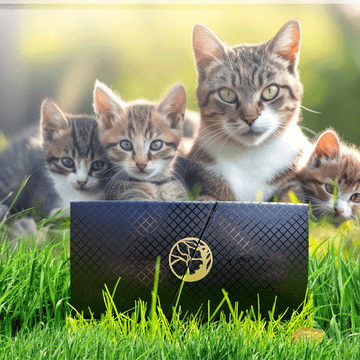 The Ultimate Monthly Pack for Happy, Healthy Cats
