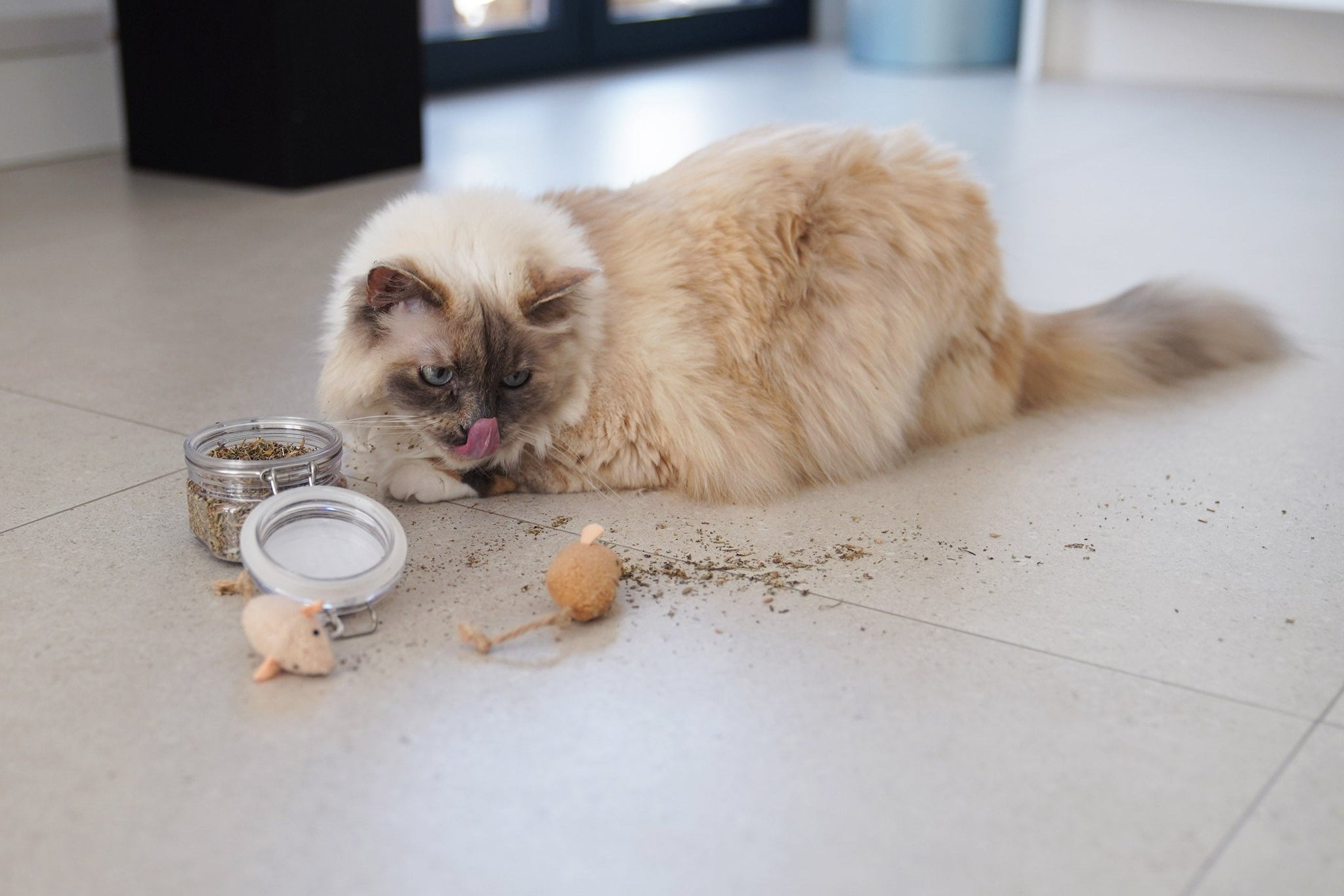 Why Cats Go Crazy for Magic Catnip Leaves!
