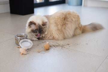 Why Cats Go Crazy for Magic Catnip Leaves!