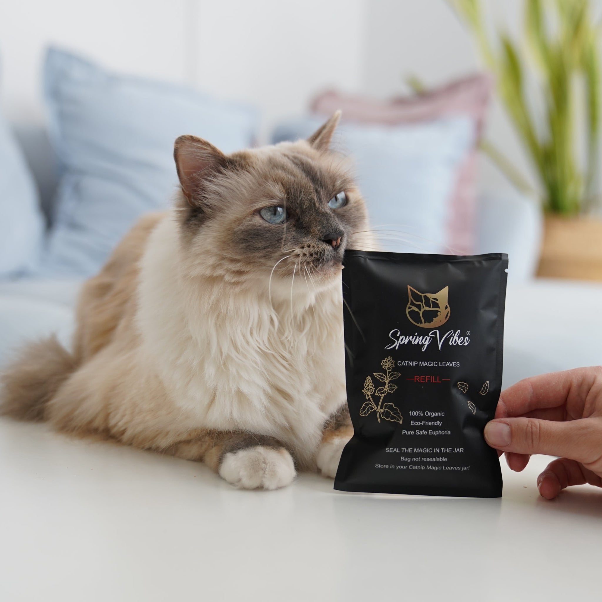 Keep the Fun Going for Your Furry Friend!